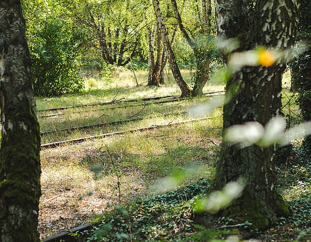 Gleise führen durch Bäume und Sträucher im Natur Park Südgelände